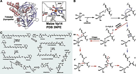 A, The seven-bladed β-propeller structure and active site of iron-bound Vp14, a plant CCD from maize. The four iron-coordinating His and the conserved second-sphere Glu residues are shown as gray sticks, the ferrous cofactor as an orange sphere, and a water molecule as a red sphere. An end-on coordinating O2 is modeled and shown as a red stick, but the accuracy of this model is suspect due to low resolution of the structure (∼3.1 Å). Structures of bacterial CCDs (sub-2 Å resolution) contain clear water molecules modeled at said location. B, Mechanistic proposals for CCD dioxygenation invoking either a dioxetane (blue path) or Criegee-like (red path) rearrangement. These two possibilities are explained further in Box 3. C, Schematic of conserved CCD reactions catalyzed in higher plants. Hollow arrows represent multiple and/or non-CCD enzyme reactions. DWARF27 is a 2Fe-2S-cluster-dependent carotenoid isomerase. NCED, Neoxanthin cleavage enzyme.