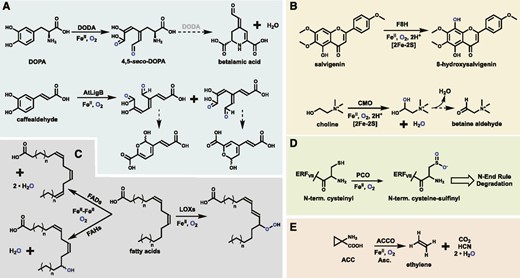 The representative reactions catalyzed by plant ECDs (A), RSOs (B), the LOXs and FaD/FaHs (C), PCOs (D), and ACCO (E). The role of DODA during the spontaneous formation of betalamic acid remains in question. Molecular oxygen atoms are shown in blue for tracing purposes. Dashed arrows represent spontaneous rearrangements, and hollow arrows represent multistep pathways. CMO, Choline monooxygenase.