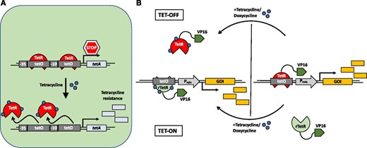 Illustration of the natural bacterial tetracycline resistance mechanism and synthetic tetracycline-based gene expression systems. A, In the absence of tetracycline (tet), the tet repressor (TetR) is bound to its cognate tet operator (tetO) DNA-binding motif, repressing the expression of the tet resistance-mediating tetA gene. Upon increasing cellular levels of tet, tet binding induces a conformational change of TetR, leading to its dissociation from the operator sequence, and expression of tetA ensues. B, The tet-OFF system designed for use in mammalian cells is based on a synthetic switch comprising the natural TetR fused to the activating domain of VP16 of the herpes simplex virus and a synthetic promoter with a series of repeats of the tetO motif placed upstream of a minimal promoter (e.g. human cytomegalovirus minimal promoter). The system is constitutively active and is turned OFF in the presence of the antibiotic. Implementation of a reversed TetR mutant (rTetR) generates a tet-ON system: tet induces the binding of rTetR to the target sequence, which in turn induces gene expression (tet can be replaced by other antibiotics of the tetracycline family like doxycycline). Replacement of VP16 by a transrepressor such as KRAB inverts the effect of the switch (not depicted here). GOI, Gene of interest. (Adapted from Gossen et al., 1995.)