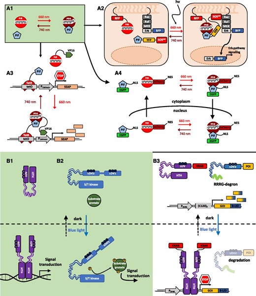 Optogenetic switches. Molecular principles of light-induced signaling and optogenetic tools are illustrated. A, Natural red light-inducible signaling mediated by the plant photoreceptor phytochrome B (phyB) and optogenetic tools developed based on it. A1, The red/far-red light-perceiving photoreceptor phyB remains in its inactive Pr conformation in the dark. Upon absorption of a red light photon, the photoreceptor undergoes a conformational change, converting to its active Pfr conformation. The active form can interact with several transcription factors like the bHLH transcription factors of the PHYTOCHROME INTERACTING FACTOR (PIF) family. This interaction triggers light-signaling responses. In contrast, illumination with far-red light reconverts phyB to its inactive Pr form, abolishing the interaction with PIFs (Rockwell and Lagarias, 2006). Several optogenetic approaches make use of the red light/far-red light switchable interaction of phyB and PIFs. A2, Selective activation of intracellular signaling pathways with light. Red light illumination induces the recruitment of the cytoplasmic fusion protein consisting of a PIF, C-terminally fused to the fluorescent protein YFP and the catalytic domain of the SOS protein (SOScat), to the membrane-bound, RFP-tagged phyB. When recruited to the membrane, SOScat is capable of activating the Ras-signaling cascade and inducing nuclear transport of BFP-Erk and subsequent Erk pathway signaling. (Adapted from Toettcher et al., 2013.) A3, Construction of a phyB-PIF-based, red light-inducible split-transcription factor system. A truncated PIF6 was N-terminally fused to the tetracycline repressor (TetR), and the synthetic protein is bound to the tetracycline operator motif tetO of a synthetic reporter construct (as in Fig. 1). In the absence of light or under far-red light illumination (740 nm), there is no expression from the minimal promoter, PCMVmin. Upon illumination with red light, phyB, C-terminally fused to the VP16 transactivation domain, interacts with the PIF. The spatial proximity of the transactivator recruits the transcriptional machinery to the minimal promoter. Only in this condition is the expression of the secreted human alkaline phosphatase (SEAP) reporter gene activated. (Adapted from Müller et al., 2013a.) An adaptation of this system was engineered in Arabidopsis and tobacco (Nicotiana tabacum) cells and the moss Physcomitrella patens (Müller et al., 2014; Ochoa-Fernandez et al., 2016). A4, Reversible red light-inducible nuclear transport of phyB fusion proteins. phyB was C-terminally fused to the fluorescent protein mCherry and a nuclear export sequence (NES), while PIF3, containing an intrinsic nuclear localization sequence (NLS), was C-terminally fused to enhanced GFP (EGFP). Upon illumination with red light, the nucleocytoplasmic shuttling PIF induces nuclear transport of phyB, while far-red radiation reversed the translocation of the photoreceptor-mediated by the NES. (Adapted from Beyer et al., 2015.) B, Natural blue light-induced signal transduction mediated by the plant photoreceptor phototropin1 and the light-sensitive bacterial transcription factor EL222. A synthetic approach based on blue light-triggered conformational change of EL222 and the LOV2 domain for the dual-controlled optogenetic down-regulation of proteins in animal cells was used. B1, EL222 is a light-sensitive transcription factor from the gram-negative bacterium Erythrobacter litoralis. It contains a blue light-sensitive LOV domain and a helix-turn-helix (HTH)-DNA-binding domain. In the dark, the HTH domain is docked to the LOV core. Upon illumination with blue light, the interaction of LOV and the HTH domain is disrupted, enabling homodimerization of the protein via the HTH and subsequent binding to the C120-DNA motif (Nash et al., 2011). B2, Schematic illustration of light-induced signal transduction via the blue light plant photoreceptor phototropin1. In the dark, the kinase domain is bound to the LOV domain, inhibiting its phosphorylation activity. Under blue light, the kinase domain is released, inducing protein phosphorylation and downstream signal transduction. (Adapted from Kimura et al., 2006.) B3, The dual optogenetic system for targeted degradation and repression of expression of a protein of interest (POI) consists of a synthetic reporter module comprising the PSV40 promoter, for constitutive expression of a POI fused to the B-LID (Bonger et al., 2014) module, and the C1205-DNA-binding motif of the EL222 protein. EL222 is fused to the transrepressor KRAB. In the dark, the degron (peptide RRRG) is docked to the LOV domain of the B-LID, and KRAB-EL222 is not able to bind to the C120 motif on the reporter plasmid. In this case, the POI accumulates. Upon illumination with blue light, the degron is exposed, triggering proteasomal degradation of the POI-B-LID fusion protein. Simultaneously, KRAB-EL222 dimerizes binding to the C120 motif, repressing transcription of the POI-B-LID. (Adapted from Baaske et al., 2018.)