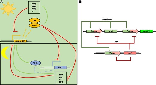 Molecular principle of a natural and synthetic oscillator. A, Simplified molecular model of the circadian clock in Arabidopsis (natural oscillator). The core oscillator feedback loop consists of TOC1, CCA1, and LHY. In this core oscillator, LHY and CCA1 repress the transcription of TOC1; TOC1 in turn is a positive regulator of CCA1 and LHY. In a second loop, LHY and CCA1 are also positive regulators of three TOC1 paralogs (PRR5, PRR7, and PRR9), which in turn are negative regulators of CCA1 and LHY. In a third loop, CCA1 and LHY positively regulate GI, ELF3, ELF4, and LUX; these in turn regulate CCA1 and LHY. The circadian oscillator of Arabidopsis is illustrated here in a simplified form; for clarity, several other components involved were not included. (Adapted from McClung, 2006.) B, Scheme of a synthetic oscillator engineered by Stricker et al. (2008). This synthetic oscillator comprises positive and negative feedback loops. The araC, lacI, and yemGFP (as a readout) genes are all under the control of the hybrid synthetic promoter Plac/ara-1, comprising the activation operator site from the araBAD promoter and the repression operator site from the lacZYA promoter (Lutz and Bujard, 1997). In the presence of arabinose, the AraC protein activates the hybrid promoter and, thus, the gene expression of araC, lacI, and yemGFP, which results in two feedback loops: a positive feedback loop mediated by the produced AraC and the resulting activation of the hybrid promoter, and a negative feedback loop due to the production of the LacI protein. In the absence of IPTG, LacI negatively regulates the expression of all three genes under the control of the hybrid promoter. Both engineered feedback loops together constitute the synthetic oscillator. (Adapted from Stricker et al., 2008.)