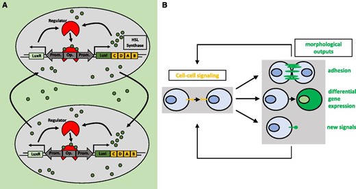 Cell-cell communication in bacteria and synthetic cell-cell communication networks. A, Simplified illustration of the natural homoserine lactone (HSL) quorum-sensing network in V. fischeri. Quorum sensing describes the ability of bacteria to assess the cell density of a population by sensing chemical signals that are produced by surrounding cells (Davis et al., 2015). HSLs, in the case of V. fischeri AHL, bind to the LuxR protein. LuxR then binds to its cognate operator, inducing the transcription of LuxI, which catalyzes the synthesis of AHL. AHL is able to diffuse out of the cell, accumulating in the external milieu and entering surrounding cells, thus activating the circuit in those cells. B, Engineered cell-cell communication networks in mammalian cells. Engineered cell-cell signaling via two synNotch ligand-receptor pairs was used to manipulate cell adhesion, differentiation, and the production of new cell-cell signals (Toda et al., 2018). Upon binding of the ligand to the synNotch receptor, an orthogonal transcription factor is cleaved from the cytoplasmic tail of the receptor, migrates to the nucleus, and then drives gene expression of the output proteins. These genes include fluorescent proteins as cellular markers for differentiation, several cadherins as morphological outputs, and two synNotch ligand-receptor pairs as input signals. In this way, the outputs are propagated to the next generation. (Adapted from Toda et al., 2018.)