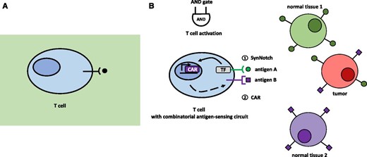 Natural and engineered combinatorial T-cells. A, Natural T-cell with its T-cell receptor, targeting only single antigens. This single-antigen recognition without any further control machinery can lead to off-target tissue damage. B, An engineered synthetic T-cell with new types of receptors specific for detecting given combinations of antigens. Upon binding of antigen A to the synNotch receptor, an orthogonal transcription factor is cleaved from the cytoplasmic tail of the receptor, which in turn activates CAR transcription. If a second antigen, antigen B, is recognized by the newly synthesized CAR receptor, the T-cell is activated. (Adapted from Roybal et al., 2016; Roybal and Lim, 2017.)