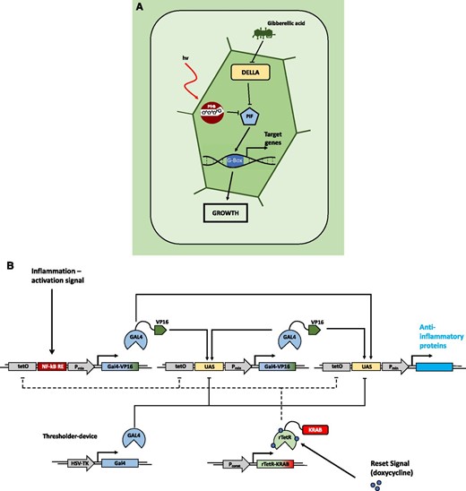 Natural and engineered open-loop regulatory circuits. A, GA3-induced degradation of DELLA proteins suppresses the repression of PHYTOCHROME INTERACING FACTORs (PIFs). The PIFs subsequently bind to G-box cis regulatory elements in the promotors of response genes, promoting growth responses. In parallel, transcription of PIFs is inhibited by the red light-induced active conformer of phytochrome B, modulating the growth promotion in response to the light conditions. (Adapted from Havko et al., 2016.) B, Schematic overview of a synthetic device for detection of inflammation signals in mammalian systems. Detection of inflammatory signals through the NF-kB-responsive element of the sensor module leads to expression of the transcriptional regulator GAL4 fused to the VP16 transactivation domain (GAL4-VP16). GAL4-VP16 subsequently binds to the UAS motif in the amplifier and effector modules, increasing the abundance of GAL4-VP16 through a self-activating positive feedback loop from the amplifier module. This triggers production of anti-inflammatory proteins via the effector module. Additionally, the system is equipped with a thresholder device, constitutively expressing GAL4 lacking the transactivation domain. GAL4 competes for binding the UAS motifs with the activating GAL4-VP16, thereby restricting the initiation of the expression of the therapeutic output. A fifth module constitutively expresses the doxycycline-inducible reversed tetracycline repressor protein (rTetR) fused to the inhibitory KRAB domain. Exogenous application of doxycycline inhibits the activation of the sensor, amplifier, and effector modules by binding to their upstream tetO motifs, thus deactivating the system. (Adapted from Smole et al., 2017.)