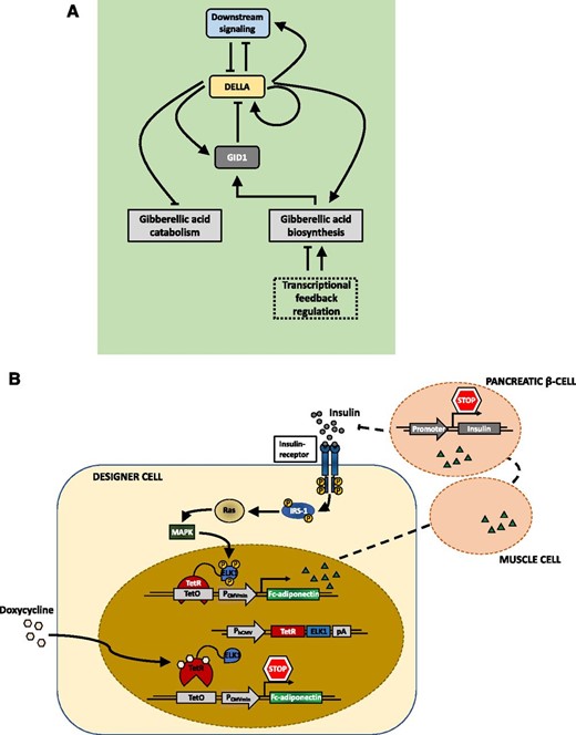 Natural and engineered closed-loop regulatory circuits. A, Simplified model of the homeostatic regulation of GA3 metabolism and signaling in Arabidopsis. In the absence of the phytohormone GA, the regulator DELLA proteins accumulate. Through transcriptional control of GA metabolism and catabolism, DELLAs boost the level of GA and subsequently of the GA receptor GID1 proteins. Accumulation of the GID1 proteins and of GA eventually leads to GID1-mediated DELLA degradation. These feedback loops ensure GA homeostasis. (Adapted from Hedden and Thomas, 2012.) B, Schematic overview of a synthetic autoregulatory gene circuit for adjusting insulin resistance in mammalian systems. Upon binding of insulin to the insulin receptor of the designer cell, the intracellular β-subunit of the receptor is autophosphorylated. This leads to further phosphorylation of Tyr residues of the insulin receptor substrate 1 (IRS-1), among other proteins, triggering their interaction with several signaling components. Induced by this interaction, the GTPase Ras and the MAPK are activated, triggering nuclear import of the MAPK. In the nucleus, the MAPK phosphorylates the ELK1 domain of the synthetic regulator protein, consisting of the tet repressor (TetR) and the regulated activation domain of the transcription factor ELK1, expressed under the control of the constitutive human cytomegalovirus immediate early promoter (PhCMV). The hybrid transcription factor binds to the tet operator motif (tetO) in a synthetic effector device; however, the activation domain remains inactive. It gets activated and initiates the expression of the therapeutic Fc-adiponectin protein only upon MAPK-induced phosphorylation of the ELK1 domain. Subsequent secretion of Fc-adiponectin increases the sensitivity for insulin in other tissues (e.g. muscle cells), leading to a decreased insulin production of pancreatic β-cells. (Adapted from Ye et al., 2017.)