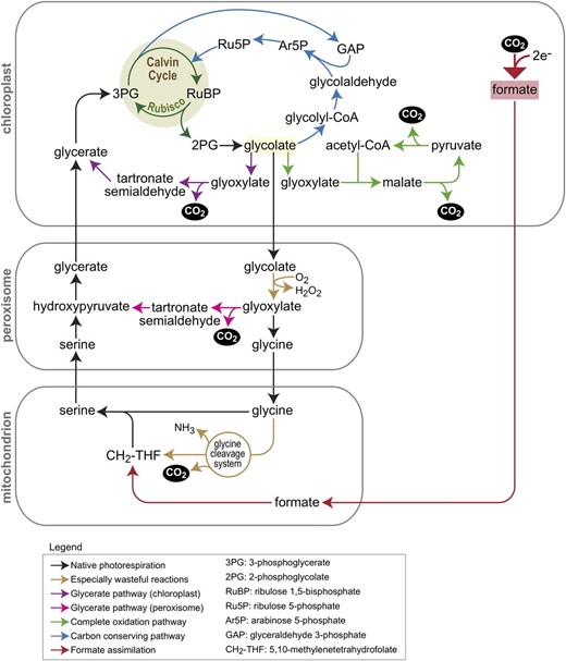 Schematic of native PR and of five synthetic bypasses to this pathway. Native PR is shown by black arrows, where brown arrows highlight especially wasteful reactions. The glycerate pathway (chloroplastic version shown in purple and peroxisomal version in pink) and the glycolate complete oxidation pathways (green arrows) have already been tested in plants, but all result in the release of CO2. The arabinose 5-phospate pathway (blue arrows) is a carbon-conserving route, assimilating glycolate to the CBC without the loss of CO2. Red arrows show a potential pathway that harnesses the low reduction potential in the chloroplast to reduce CO2 to formate, which is then assimilated into the photorespiratory pathway, transforming it into a carbon-fixing route.