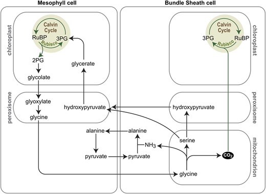 C3-C4 intermediate photosynthesis as a CCM. In C3-C4 intermediate photosynthesis, leaf mesophyll cells lose the activity of the mitochondrial glycine decarboxylase complex (GDC) while this activity is maintained in the bundle sheath cells. Hence, Gly produced as a consequence of PR in mesophyll cells is transported to bundle sheath cells, where it is decarboxylated by GDC in mitochondria. This locally increases the CO2 concentration in bundle sheath cells and promotes efficient fixation by Rubisco in bundle sheath chloroplasts. Ser and/or hydroxypyruvate are transported back to mesophyll cells for completion of the photorespiratory pathway.