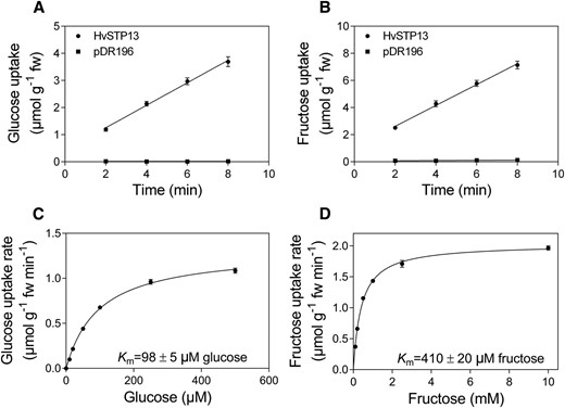 Hexose transport capability and affinity of HvSTP13 after heterologous cDNA expression in EBY.VW4000 yeast. Time course of Glc (A) and Fru (B) accumulation from 100 µM and 1 mm uptake solutions, respectively, by yeast transformed with HvSTP13 or pDR196 empty vector. Concentration-dependent Glc (C) and Fru (D) uptake by HvSTP13 after a 4-min incubation. Uptake experiments were carried out at pH 5. Mean ± se (vertical bars) of three biological replicates; fw, fresh weight.