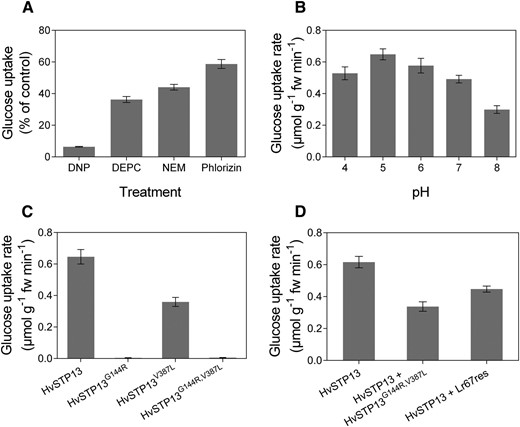 Effect of external pH, inhibitors and point mutations on Glc transport by HvSTP13. A, Glc uptake expressed as proportion of control by HvSTP13-transformed yeast after 30 s preincubation with the protonophore 2,4-DNP (100 µM), the sulfhydryl reagents DEPC and NEM (0.5 mm and 2 mm respectively), and the sugar transporter inhibitor phlorizin (2 mM). B, Glc uptake rate of yeast transformed with HvSTP13 in 25 mm MES-HEPES solution at indicated pH value. C and D, Glc uptake rates of yeast transformed with HvSTP13 (C) and site-directed mutants (D) and HvSTP13 cotransformed with HvSTP13 G144R,V387L or Lr67res. Uptakes in A, C, and D were carried out at pH 5. Mean ± se (vertical bars) of three biological replicates; fw, fresh weight.