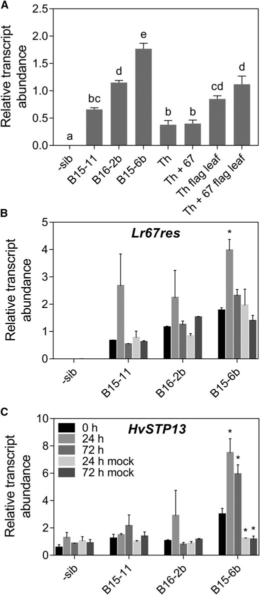 Expression of Lr67 and HvSTP13 in wheat and barley leaves. A, Expression of the wheat Lr67res gene in the third leaf of transgenic barley lines and negative sibling, and the wheat near isogenic lines Thatcher (Th), Thatcher + Lr67 (Th + 67) in the absence of pathogen infection. Thatcher and Thatcher + Lr67 flag leaves were also sampled at head emergence (Th flag leaf, Th + 67 flag leaf). B and C, Expression of (B) Lr67res and (C) HvSTP13 in the third leaf of Lr67res transgenic barley lines and negative sibling inoculated with barley leaf rust or mock inoculated. Legend applies to B and C. Mean ± se (vertical bars) of three biological replicates. Levels of statistical significance shown in A (a-e; ANOVA); *P < 0.05 in B and C (t test comparing 0 h time point to other time points).