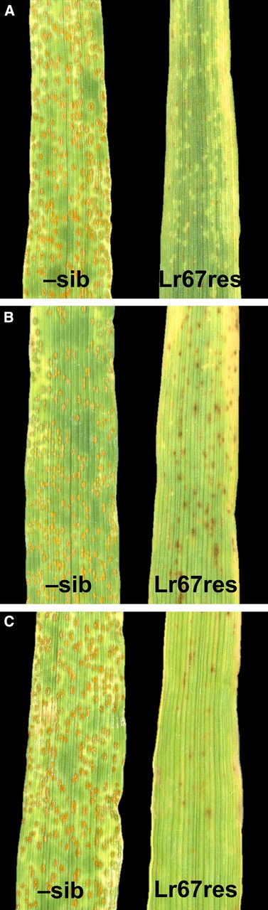 Barley leaves infected with P. hordei. The third leaf from negative sibling lines (–sib) and Lr67res lines 14 d postinoculation. (A) Single copy line B15-11, (B) three-copy line B16-2b, (C) single copy line B15-6b. Images are representative of three biological replicates.