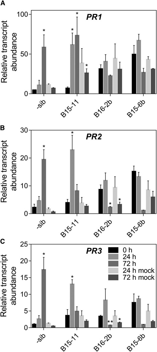 Expression of pathogenesis-related (PR) genes in transgenic barley in response to pathogen inoculation. Expression of (A) PR1, (B) PR2, (C) PR3 in the third leaf of Lr67 barley transgenic lines and a negative sibling line at 0, 24 and 72 h postinoculation with P. hordei or mock inoculated. Legend in C applies to all panels. Mean ± se (vertical bars) of three biological replicates. *P < 0.05, **P < 0.01 (t test comparing 0 h time point to other time points).