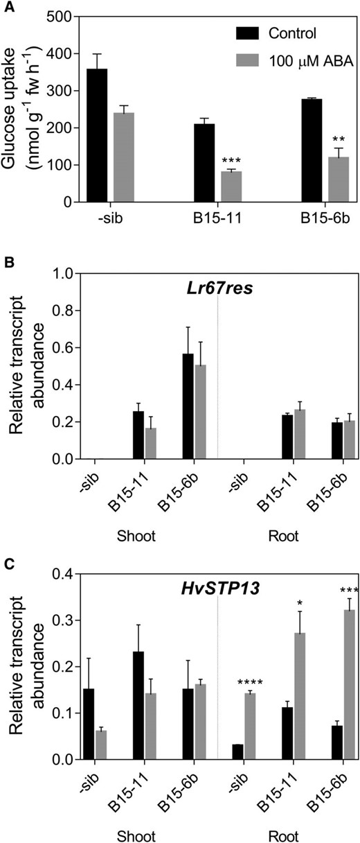 Glc uptake in roots and gene expression in barley seedlings. A, Root Glc uptake from a 1 mm Glc solution by the negative sibling line, B15-11 and B15-6b Lr67res lines. B and C, Expression of Lr67res (B) and HvSTP13 (C) in seedling shoot and root tissues at the same developmental stage and treatments as in (A). Legend in A applies to all panels. Mean ± se (vertical bars) of four biological replicates. *P < 0.05, **P < 0.01; ***P < 0.001; ****P < 0.0001 (t test comparing control and ABA-treated samples).