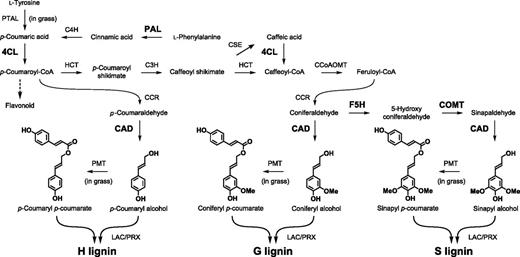Overview of phenylpropanoid and monolignol biosynthetic pathways. The expression of the genes encoding the enzymes in bold was induced by S. hermonthica infection in rice roots. C4H, cinnamate 4-hydroxylase; PTAL, bifunctional Phe Tyr ammonia-lyase; 4CL, 4-coumaroyl-CoA ligase; HCT, p-hydroxycinnamoyl-CoA:shikimate p-hydroxycinnamoyl transferase; CSE, caffeoyl shikimate esterase; CCR, cinnamoyl-CoA reductase; PMT, p-coumaroyl-CoA: monolignol transferase; LAC, laccase; PRX, peroxidase.