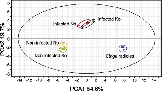 Untargeted profiling using LC-Q-TOF-MS negative ion mode of control, S. hermonthica-infected rice, and that of S. hermonthica radicles at 4 dpi of germination by strigol. Data represents three biological replications of pools of rice roots obtained as described in the “Materials and Methods.” Nb, Nipponbare; Ko, Koshihikari.