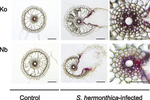 Lignin is deposited at the interface between the host and S. hermonthica. The localization of lignin detected by phloroglucinol-HCl staining showing the presence of lignin inside the root cells of control and S. hermonthica-infected rice roots of both Nipponbare and Koshihikari. (Left and center) Bars = 100 μm; (right) bars = 50 μm. Nb, Nipponbare; Ko, Koshihikari.