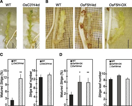 The composition of tissue lignin determines host resistance. A and B, S. hermonthica infection phenotypes of wild-type Nipponbare. OsC3′H-kd, OsF5H-kd, and OsF5H-OX rice plants. C and D, Effects of inhibiting OsC3′H and OsF5H or overexpression of OsF5H on host resistance against S. hermonthica. Values represent means ± SE of the percentage of matured S. hermonthica and their leaf numbers determined as described in “Materials and Methods.” Data are from two independent experiments containing 13 wild-type and 14 mutant plants. Observations were made at 50 dpi. *Statistically significant difference (Student’s t test, P < 0.05) from wild type. **Statistically significant difference (Student’s t test, P < 0.01) from wild type. Bars = 2 mm. WT, wild type.