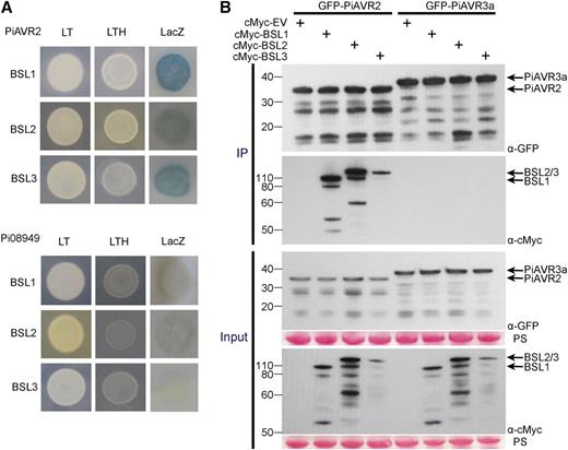 PiAVR2 interacts with StBSL1, StBSL2, and StBSL3. A, Yeast coexpressing BSL1, BSL2, or BSL3 with PiAVR2 grew on -His (LTH) medium and yielded β-galactosidase (LacZ) activity, while those coexpressed with the control effector Pi08949 did not. The +HIS (LT) control shows that all yeast were able to grow in the presence of His. B, IP of protein extracts from agroinfiltrated leaves using GFP-Trap confirmed that cMYC-StBSL1, cMYC-StBSL2, and cMYC-StBSL3 associated in N. benthamiana with GFP-tagged PiAVR2, but no association was seen with the GFP-PiAVR3a control. Expression of constructs in the leaves is indicated by +. Protein size markers are indicated in kilodaltons, and protein loading is indicated by Ponceau stain (PS).