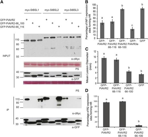 Interaction with the BSL family is essential for PiAVR2 virulence function. A, IP of protein extracts from agroinfiltrated leaves using GFP-Trap confirmed that cMYC-StBSL1, cMYC-StBSL2, and cMYC-StBSL3 associated in N. benthamiana with GFP-tagged PiAVR2 and PiAVR2-66_116, but no association was seen with GFP- PiAVR2-66_100. Expression of constructs in the leaves is indicated by +. Protein size markers are indicated in kilodaltons, and protein loading is indicated by Ponceau stain (PS). B, Transient coexpression of GFP-PiAVR2 or truncated forms of PiAVR2 with INF1 indicated that PiAVR2 and PiAVR2-66_116 can suppress ICD in N. benthamiana, similar to the GFP-AVR3a control, whereas PiAVR2-66_100 did not. Cell death sites were counted at 4 d post infiltration. Results combine data from three independent experimental replicates, each consisting of eight individual plants (biological replicates), with three leaves (technical replicates) infiltrated per plant. C, P. infestans lesion sizes at 8 d post inoculation of sporangia suspension (diameter in millimeters) following expression of GFP-tagged PiAVR2, PiAVR2-66_116, PiAVR2-66_100, and control GFP. Data shown combine 4 independent experimental replicates, each consisting of 18 leaves taken from 6 individual plants, with 4 inoculations per leaf. D, Transient coexpression of GFP-PiAVR2 or truncated forms of PiAVR2 with R2 indicated that PiAVR2 and PiAVR2-66_116 are recognized by R2 in N. benthamiana, whereas PiAVR2-66_100 is not. Cell death sites accounted at 3 d post infiltration. Results combine data from three independent experimental replicates, each consisting of 8 individual plants, with 3 leaves infiltrated per plant. Error bars indicate SEM. Significant difference in (B to D) is denoted by lowercase letters (P < 0.001 in one-way ANOVA, using the Student-Newman-Keuls method).