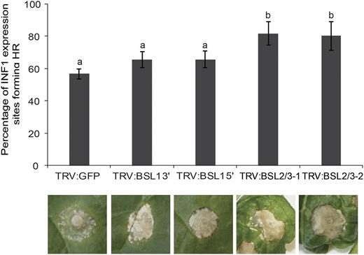 Silencing of the BSL family increases INF1-triggered cell death in Nicotiana benthamiana. Silencing BSL1 slightly increases ICD, and BSL2/3 significantly accelerates ICD at 4 d post infiltration of Agrobacterium allowing transient expression of INF1. Silencing was achieved using VIGS. Significant difference is denoted by lowercase letters (P < 0.001 in one-way ANOVA, using the Student-Newman-Keuls method). Results shown are a combination of data from three independent experimental replicates, each consisting of seven individual plants, with three leaves infiltrated per plant. Error bars indicate SEM. Representative ICD lesions are shown.