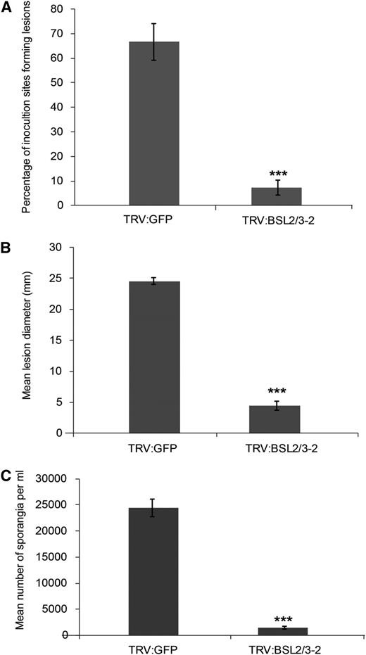 VIGS of BSL2 and BSL3 in Nicotiana benthamiana resulted in decreased susceptibility to P. infestans. BSL2/3-silenced plants were inoculated with a P. infestans zoospore suspension and a variety of measurements made at 7 d post inoculation: percentage of inoculation sites forming lesions (A), lesion diameter (B), and number of sporangia per milliliter (C). Results were combined from four independent experimental replicates, each involving 8 individual plants, with three leaves inoculated per plant. Error bars indicate SEM. Significant difference is represented by asteriks (***P < 0.01 in one way ANOVA, using the Student-Newman-Keuls method).