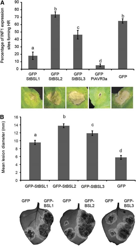 The BSL family suppresses immunity and enhances P. infestans leaf colonization. A, INF1-triggered cell death following coexpression of INF1 with GFP-StBSL1, GFP-StBSL2, and GFP-StBSL3 transiently expressed in N. benthamiana. Data are a combination of 3 independent experimental replicates, consisting of eight individual plants, with three leaves infiltrated per plant. Representative ICD lesions are shown. B, P. infestans lesion sizes following transient expression of GFP-StBSL1, GFP-StBSL2, and GFP-StBSL3 in N. benthamiana at 8 d post inoculation of sporangia. Data are a combination of 3 independent experimental replicates, each involving 15 leaves from 7 individual plants. Significant differences in (A) and (B) are represented by lowercase letters (P < 0.05 in one-way ANOVA, using the Student-Newman-Keuls method). Error bars indicate SEM. Representative leaf images show the full extent of the lesion under UV light, converted to grayscale.
