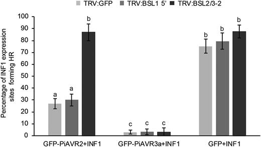 Silencing of BSL2/3 compromises the suppression of INF1-triggered cell death by PiAVR2 in Nicotiana benthamiana. Coinfiltration INF1 with GFP-PiAVR2, GFP-PiAVR3a, and GFP control in TRV:BSL1, TRV:BSL2/3, and TRV:GFP plants. Cell death sites were counted at 5 d post infiltration. Significant difference was represented by letters (P < 0.001 in one-way ANOVA, using the Student-Newman-Keuls method). Results are combined data across three independent experimental replicates, consisting of seven individual plants, with three leaves infiltrated per plant. Error bars indicate SEM.