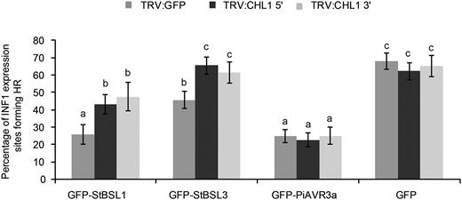 Silencing of CHL1 attenuated the suppression of INF1-triggered cell death by GFP-BSL1 and GFP-BSL3 in Nicotiana benthamiana. INF1 was coinfiltrated with GFP-StBSL1, GFP-StBSL3, GFP-AVR3a, and GFP control in TRV:CHL1 and TRV:GFP control plants. Cell death sites were counted at 5 d post infiltration. Significant difference is represented by letters (P < 0.001 in one-way ANOVA, using the Student-Newman-Keuls method). Results shown are combined data across three independent biological replicates, each consisting of seven individual plants, with three leaves infiltrated per plant. Error bars indicate SEM.