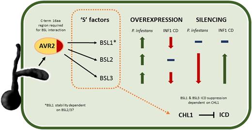 Schematic diagram illustrating main findings of this work. AVR2 is an RXLR effector secreted into the plant by P. infestans, where it interacts with the kelch-repeat phosphatases StBSL1, 2, and 3. A 16-amino acid region at the C terminus (C-term) of the effector is shown to be essential for BSL interaction. All three BSL family members can be considered to be susceptibility S factors, with overexpression increasing P. infestans leaf infection. Overexpression of StBSL1 and BSL3 can suppress ICD, with no effect seen for StBSL2. Silencing StBSL1 results in no change to P. infestans leaf infection or to ICD. Silencing StBSL2 and 3 in combination significantly reduces P. infestans leaf infection and significantly increases ICD. Notably, silencing StBSL2 and 3 reduces protein level of StBSL1, suggesting that one or both of these are required for StBSL1 stability. Finally, suppression of ICD by StBSL1 and StBSL3 has been shown to require the transcription factor StCHL1, a suppressor of immunity in Solanaceous plants.