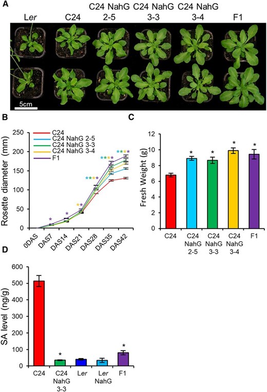 C24 NahG lines show vigor during late development. A, 28 DAS plants of C24, three T3 C24 transgenic lines (C24 NahG 2-5, C24 NahG 3-3, and C24 NahG 3-4), and C24♀ × Ler♂ F1 hybrids (F1). B, Rosette diameter of C24, C24 NahG 2-5, C24 NahG 3-3, C24 NahG 3-4, and F1 (Supplemental Table S1). Purple, blue, green, and yellow asterisks represent statistical significance versus C24 (Student’s t test P ≤ 0.01) of F1, C24 NahG 2-5, C24 NahG 3-3, and C24 NahG 3-4, respectively. C, Aerial fresh weight of 42-DAS–old plants. D, SA concentration in parental, NahG, and F1 hybrid genotypes at 21 DAS. For (C) and (D), asterisks represent statistical significance versus C24 (Student’s t test, P ≤ 0.01). Error bars = SE.