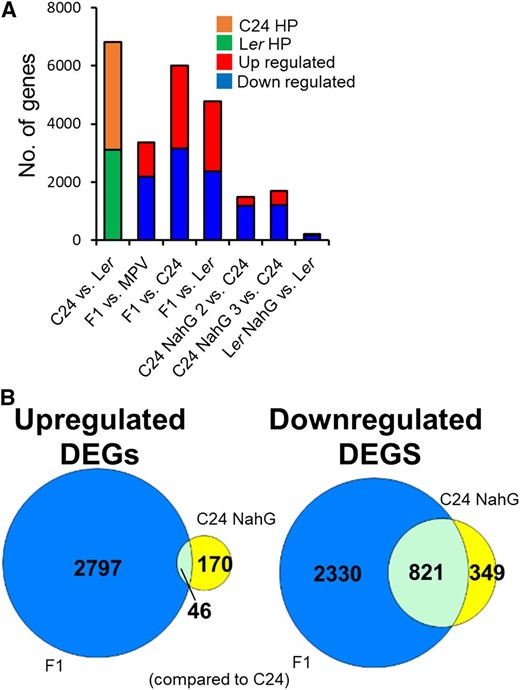 Transcriptome sequencing of parental, NahG, and F1 hybrid lines. A, DEGs (fold change ≥ ±1.2, P ≤ 0.01, FDR ≤ 0.01). B, Venn diagram of overlapping DEGs (compared to C24) between F1 hybrids and C24 NahG. Blue represents F1 hybrid DEGs, yellow represents C24 NahG DEGs, and light blue represents DEGs present in both samples.