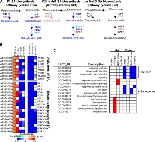 Altered expression of genes in the SA pathway. A, Expression changes in SA biosynthetic genes ISOCHORISMATE SYNTHASE (ICS1) ENHANCED DISEASE SUSCEPTIBILITY5 (EDS5), AVRPPHB SUSCEPTIBLE3 (PBS3), ENHANCED PSEUDOMONAS SUSCEPTIBILTY1 (EPS1), and PHE AMMONIA-LYASE1 (PAL1). Genes significantly up-regulated or down-regulated are in red or blue, respectively (fold change ≥ ±1.2, P ≤ 0.01, FDR ≤ 0.01). Genes trending toward up-regulation (fold change ≥ 1.2) or down-regulation (fold change ≤ 1.2) are in pink or light blue, respectively. Genes with no change in expression are in black. B, Activators and downstream targets of SA (blocks represent fold change ≥ ±1.2, P ≤ 0.01, FDR ≤ 0.01). C, Enriched GO terms altered in F1 hybrids and NahG lines. “Shared” are pathways where genes are altered in both F1 hybrid and C24 NahG. “F1 unique” are pathways enriched for genes only altered in the F1 hybrid, whereas “NahG unique” are pathways enriched for genes only altered in C24 NahG. Ler NahG are pathways altered compared to Ler. The GO enrichment analysis of the Ler NahG versus Ler is limited by the small number of DEGs. Red represents pathways enriched for genes up-regulated, blue represents pathways enriched for genes down-regulated, and white represents pathways that weren’t enriched.