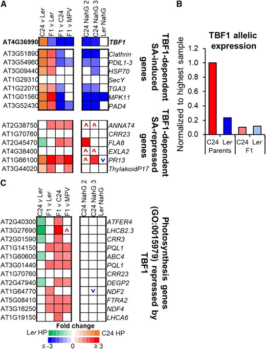 TBF1, a master-switch between defense and growth, is down-regulated in F1 hybrids. A, Altered expression of TBF1 and genes regulated by TBF1 (block represents fold change ≥ ±1.2, P ≤ 0.01, FDR ≤ 0.01); The up or down symbol represents a trend for increased expression (red) or decreased expression (blue) in NahG (fold change ≥ ±1.5; Pajerowska-Mukhtar et al., 2012). B, TBF1 allelic expression in parents and hybrids. Parent columns represent haploid read numbers for each parent. F1 columns represent expression of either the C24 allele or the Ler allele in the F1 hybrid. TBF1 allelic expression values can be found in Supplemental Table S3. C, Genes repressed by TBF1 are up-regulated in F1 hybrids (fold change ≥ ±1.2, P ≤ 0.01, FDR ≤ 0.01). A more extensive list of photosynthetic genes repressed by TBF1 can be found in Supplemental Figure S7C.