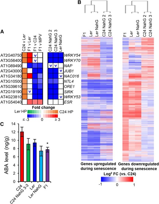 Gene expression patterns of senescence-related genes and hormones at 21 DAS. A, Transcriptome changes in transcription factors important in the initiation of senescence (blocks represent fold change ≥ ±1.2, P ≤ 0.01, FDR ≤ 0.01). The up or down symbol represents a trend for increased expression (red) or decreased expression (blue) in NahG (fold change ≥ ±1.5). B, Heat map of genes known to be up-regulated during senescence and down-regulated during senescence (Supplemental Table S5; Allu et al., 2014). Bars represent log2 fold change increase (red) or decrease (blue) in expression versus C24. C, Levels of ABA in 21-DAS plants. Black asterisk represents statistical significance versus C24 (P ≤ 0.01 Student’s t test). Error bars = se.