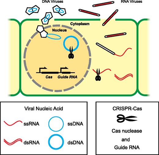CRISPR-Cas platforms for engineering viral resistance in plants. Plant viruses complete their life cycles in the host cells. Viral particles with geminate capsids, and rod-shaped capsids are used as examples to illustrate DNA viruses and RNA viruses, respectively. One of the Cas nuclease genes (SpCas9, FnCas9, or LshCas13a) and the matching guide RNA(s) are expressed transgenically to generate sequence-specific ribonucleoproteins that target viral DNA or RNA substrates for degradation. SpCas9 targets nuclear dsDNA, while FnCas9 and LshCas13a have been used to target single-stranded RNA (ssRNA) substrates in the cytoplasm. For simplicity, only one generic Cas nuclease is drawn. ssDNA, single-stranded DNA.