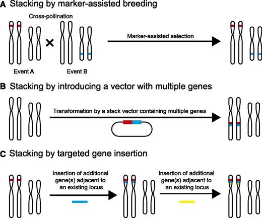 Methods of R gene stacking. A, Stacking by marker-assisted breeding is performed by cross pollinating individuals with existing trait loci followed by marker-assisted selection for progeny with combined trait loci. B, Stacking can be completed by combining multiple genes into a single stack vector and introducing them together as a single transgenic event. C, Stacking by targeted insertion aims at placing new gene(s) adjacent to an existing locus. This process can be performed iteratively to stack large numbers of genes. In B and C, the stacked genes are genetically linked and thus can be easily introduced into a different genetic background as a single locus through breeding.