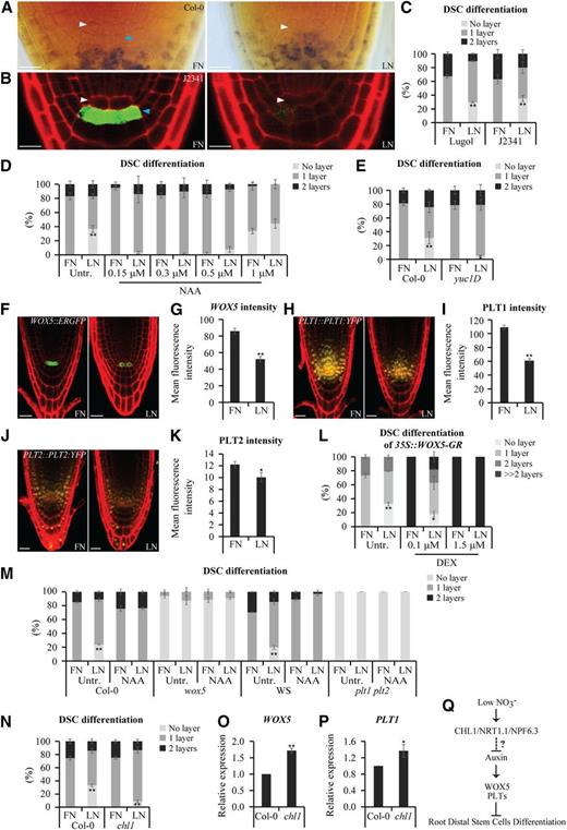 Low nitrate influences stem cell activity. A to C, DSC differentiation in roots as revealed by Lugol staining (A) and J2341 expression (B). Six-day-old wild-type seedlings germinated on medium with 10 mM NO3 − (full N; FN) or 0.05 mM NO3 − (low N; LN). Most roots of seedlings grown on full N had typical single-tiered DSC, whereas low N induced complete DSC differentiation in ∼30% of seedlings (A). Lugol staining and J2341 expression to monitor DSC differentiation (A and B) were quantified in C (n ≥ 55 roots). White and blue arrowheads mark the QC and DSC, respectively. Lugol-stained starch indicates differentiated columella cells. Nondifferentiated DSC is present between the QC and starch granules. Scale bars = 10 μm. D and E, Effect of NAA on DSC differentiation in roots. Treatment with NAA largely rescued low-N-enhanced DSC differentiation in a dose-dependent manner (D; n ≥ 50 roots). Note that yuc1D, which contains high levels of endogenous auxin, showed significantly reduced columella differentiation under nitrate-limited conditions (E; n ≥ 50 roots). F to K, Expression analysis of WOX5, PLT1, and PLT2 in the root tips. Low N repressed the expression of WOX5::ERGFP (F), PLT1::PLT1:YFP (H), and PLT2::PLT2:YFP (J). The fluorescence intensity was quantified in G, I, and K. Scale bars = 20 μm. L and M, Role of WOX5 and PLTs in low-N-mediated DSC differentiation. The number of undifferentiated DSC increased in 35S::WOX5-GR roots that were germinated on full N with increasing amounts of DEX. When WOX5 expression was induced by 0.1 μM DEX treatment, we observed less DSC differentiation in the roots grown on low N compared with that of the non-DEX-treated plants. However, low-N-promoted DSC differentiation was not observed when WOX5 expression was strongly induced by 1.5 μM DEX treatment (L). The overexpression of WOX5 severely inhibited root DSC differentiation, as revealed by the presence of multiple tiers of DSC cells (L). The wox5 and plt1 plt2 seedlings grown under both full-N and low-N conditions exhibit more DSC differentiation compared with that of the wild type. DSC differentiation was suppressed in the wild-type roots grown on low-N medium supplemented with 0.3 μM NAA, but not in wox5 or plt1 plt2 roots (M). DSC differentiation was quantified in L and M (n ≥ 50 roots). N, Differentiation status of DSC in chl1-12 mutant roots. chl1-12 DSC was less sensitive to low N as compared with that of the wild-type seedlings (n ≥ 77 roots). O and P, Increased WOX5 and PLT1 transcription in chl1-12 mutant on low N as detected by reverse transcription quantitative PCR analysis. The expression of these genes in the wild type was set to 1. Q, A schematic model of regulation of the root DSC activity in response to low N stress. Low N promotes CHL1/NRT1.1/NPF6.3 protein level and thus potentially represses auxin accumulation, which in turn inhibits WOX5 and PLTs transcription, ultimately stimulating DSC differentiation in the root tips. Activation and repression are represented by arrows and blunt-end line, respectively. Dashed blunt-end line with the question mark represents CHL1/NRT1.1/NPF6.3-mediated potential suppression of auxin accumulation in the primary root tip. Error bars in C–E and L–P represent ±se of three replicates. Error bars in G, I, and K represent ±se from at least 18 seedlings and results are representative of three independent experiments. * P < 0.05; ** P < 0.01 Student’s t test. Representative images are shown.