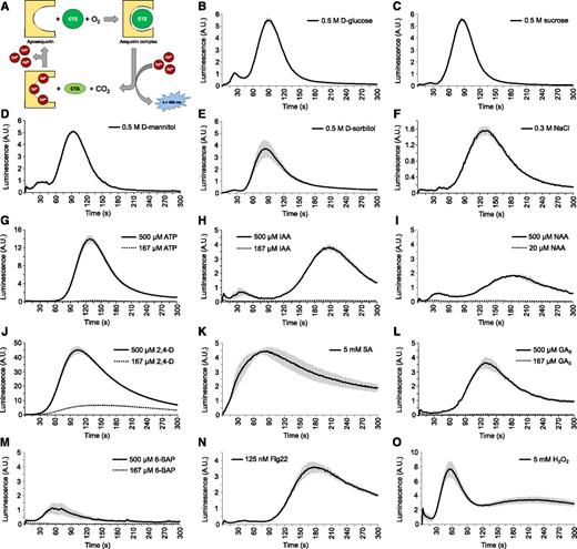 Fourteen elicitors induce a distinct Ca2+ signal in aequorin-expressing BY-2 cells. A, Schematic representation of aequorin complex formation and bioluminescent reaction. A functional aequorin complex is formed upon binding of apoaequorin with its substrate coelenterazine (CTZ) in the presence of O2. The binding of three Ca2+ ions leads to the conversion of CTZ into coelenteramide (CTA) and CO2, upon which blue light (λ = 469 nm) is emitted. B–O, Ca2+ response of YFP-apoaequorin-expressing BY-2 cells treated with various potential elicitors: 0.5 M d-Glucose (B), 0.5 M Sucrose (C), 0.5 M d-mannitol (D), 0.5 M d-sorbitol (E), 0.3 M NaCl (F), 167 µM and 500 µM ATP (G), 167 µM and 500 µM IAA (H), 20 µM and 500 µM NAA (I), 167 µM and 500 µM 2,4-d (J), 5 mM salicylic acid (SA; K), 167 µM and 500 µM gibberellin (GA3; L), 167 µM and 500 µM 6-benzylaminopurine (6-BAP; M), 125 nM flg22 (N), and 5 mM H2O2 (O). The data represent average luminescence values of 3 individual measurements in the same multiwell plate. Error bars represent ± sem. A.U., arbitrary units.