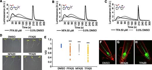 Fenamates alter the shape of auxin-induced Ca2+. A–C, 2,4-d-Induced Ca2+ response of YFP-apoaequorin-expressing BY-2 cells treated with 50 µM FFA (A), NFA (B), or TFA (C). Discharge solution was added after 200 s. The data represent average luminescence values of 4–8 individual measurements (solid lines) in comparison with the average of 4–8 DMSO controls (dotted lines) in the same multiwell plate. Error bars represent ± sem. D, Phenotype of wild-type Col-0 seedlings grown for 7 d in presence of 0.1% DMSO or 20 µM FFA, NFA, or TFA. E, Vertical Growth Index (VGI) values for the roots from (D). For each treatment, 42 to 47 roots were measured. Student’s t test p-values: ***P < 0.001. F–H, Confocal microscopy images of 5-d-old DR5rev::VENUS-N7 seedlings grown on 0.1% (v/v) DMSO (F), 20 µM FFA (G), and 20 µM TFA (H). Green: DR5rev::VENUS-N7 signal; red: propidium iodide staining. A.U., arbitrary units.