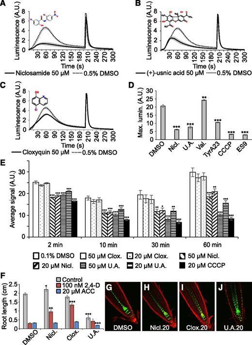 Protonophores impair the 2,4-d-induced Ca2+ response and render roots insensitive to 2,4-d. A–C, 2,4-d-Induced Ca2+ response of YFP-apoaequorin-expressing BY-2 cells treated with 50 µM niclosamide (A), (+)-usnic acid (B), or cloxyquin (C). Discharge solution was added after 200 s. The data represent average luminescence values of 4 individual measurements (solid lines) in comparison with the average of 4 DMSO controls (dotted lines) in the same multiwell plate. Error bars represent ± sem. D, Maximum 2,4-d-induced luminescence in YFP-apoaequorin-expressing BY-2 cells treated with 50 µM of the hit protonophores niclosamide and (+)-usnic acid, the ionophore valinomycin, or the nonhit protonophores tyrphostin A23, CCCP, and ES9. Four individual measurements were performed for each treatment and compared with the average of 8 DMSO controls in the same multiwell plate. Error bars represent ± sem. Student’s t test p-values: **P < 0.01 and ***P < 0.001. E, ATP measurements of BY-2 cells pretreated with 0.5% (v/v) DMSO (white), 20 µM CCCP (black), or 20 or 50 µM cloxyquin (dots), niclosamide (diagonal stripes), or (+)-usnic acid (horizontal stripes). ATP was measured 2, 10, 30, and 60 min after compound treatment. Error bars represent ± sem. Student’s t test p-values: *P < 0.05, **P < 0.01, and ***P < 0.001. F, Average primary root length of wild type Col-0 seedlings grown for 7 d on 1/2 MS medium in presence of 0.1% (v/v) DMSO or 20 µM niclosamide, cloxyquin, or (+)-usnic acid (gray bars) and supplemented with 100 nM 2,4-d (red bars) or 20 µM ACC (blue bars). Root lengths represent average of 12–21 roots. Error bars represent ± sem. Student’s t test p-values: *P < 0.05, **P < 0.01, and ***P < 0.001. G-J, Confocal microscopy images of 5-d-old DR5rev::VENUS-N7 seedlings grown on 0.1% (v/v) DMSO (G), 20 µM niclosamide (H), 20 µM cloxyquin (I), or 20 µM (+)-usnic acid (J). Green: DR5rev::VENUS-N7 signal; red: propidium iodide staining. The image in (G) is identical to Figure 3F. A.U., arbitrary units.
