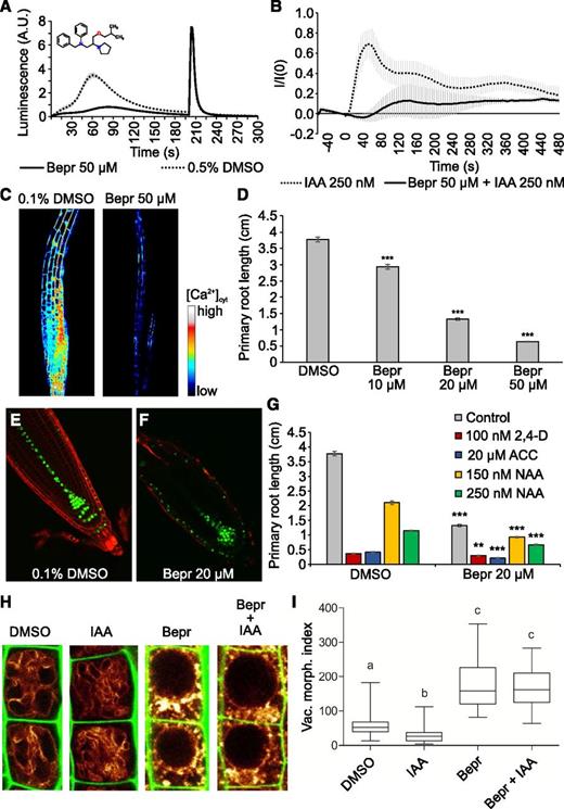 Bepridil is a potent inhibitor of auxin-induced Ca2+ signaling. A, 2,4-d-Induced Ca2+ response of YFP-apoaequorin-expressing BY-2 cells treated with 50 µM bepridil. Discharge solution was added after 200 s. The data represent average luminescence values of 4 individual measurements (solid lines) in comparison with the average of 4 DMSO controls (dotted lines) in the same multiwell plate. Error bars represent ± sem. B, Fluorescent intensity in R-GECO1-expressing Arabidopsis seedlings after IAA treatment. Seedlings were pretreated for 30 min with 50 µM bepridil (solid lines) or 0.1% (v/v) DMSO (dotted lines). IAA (250 nM) was added at time point 0, and R-GECO1 fluorescence intensity was monitored for 8 min. The data represent average fluorescence values of 4 individual measurements in comparison with the average of 3 DMSO controls. Error bars represent ± sem. C, Snapshot of the peak Ca2+ signal elicited in R-GECO1 seedlings by 250 nm IAA after a 30-min pretreatment with 0.1% (v/v) DMSO (left) or 50 µM bepridil (right). The snapshots were taken from Supplemental Video S1 30 s after IAA addition. D, Average primary root length of wild type Col-0 seedlings grown for 7 d on 1/2 MS medium in presence of 0.1% (v/v) DMSO or 10, 20, or 50 µM bepridil. Root lengths represent the average of 54–60 roots. Error bars represent ± sem. Student’s t test p-value: ***P < 0.001. E and F, Confocal microscopy images of 5-d-old DR5rev::VENUS-N7 seedlings grown on 0.1% (v/v) DMSO (E) and 20 µM bepridil (F). Green: DR5rev::VENUS-N7 signal; red: propidium iodide staining. G, Average primary root length of wild type Arabidopsis seedlings grown for 7 d on 1/2 MS medium in presence of 20 µM bepridil or 0.1% (v/v) DMSO (gray) and supplemented with 100 nM 2,4-d (red), 20 µM ACC (blue), 150 nM NAA (yellow), or 250 nM NAA (green). Root lengths represent the average of 51–61 roots. Error bars represent ± sem. Student’s t test p-values in comparison with DMSO: **P < 0.01 and ***P < 0.001. H and I, The effect of bepridil on vacuolar morphology. pUBQ10::VAMP711-YFP seedlings (6 d old) were pretreated with 50 µM bepridil or solvent control for 5 H, followed by 3-h treatments with (DMSO), 250 nM IAA (IAA), 50 µM bepridil (Bepr), or 50 µM bepridil and 250 nM IAA (Bepr + IAA). Tonoplast-localized VAMP711-YFP (orange) as vacuolar marker and propidium iodide stain (green) for decorating the cell wall were used for confocal imaging of atrichoblast cells (H). The quantification of the vacuolar morphology index was performed with 4 vacuoles of late meristematic atrichoblasts per root, with 10–14 roots used for each treatment (I). Statistical analysis was performed using one-way ANOVA (Kruskal-Wallis test) followed by Dunn´s multiple comparison test, b: P < 0.05, c: P < 0.001. A.U., arbitrary units.