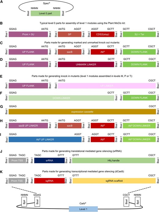 Adaptation of the Plant Golden Gate MoClo level 0 syntax for generating level 1 assemblies for transfer to level T. A, The format for a level 0 MoClo acceptor vector with the part bordered by two BsaI sites. B, Typical level 0 parts from the Plant MoClo kit (Engler et al., 2014), where parts of the same type are bordered by the same pair of fusion sites (for each fusion site, only the sequence of the top strand is shown). Note that the parts are not drawn to scale. C and D, The syntax of the Plant MoClo kit was adapted to generate level 0 parts for engineering marked and unmarked cyanobacterial mutant strains (Lea-Smith et al., 2016). E to I, To generate knock-in mutants, short linker parts (30 bp) were constructed to allow assembly of individual flanking sequences, or marker cassettes (AbR or sacB), in level 1 vectors for subsequent assembly in level T. J and K, Parts required for generating synthetic srRNA or CRISPRi level 1 constructs. See Supplemental Information S2 and S3 for workflows. 3U+Ter, 3′UTR and terminator; AbR, antibiotic resistance cassette; AbR DOWN LINKER, short sequence (∼30 bp) to provide CGCT overhang; AbR UP LINKER, short sequence (∼30 bp) to provide GAGG overhang; CDS2(stop), coding sequence with a stop codon; DOWN FLANK, flanking sequence downstream of target site; DOWN FLANK LINKER, short sequence (∼30 bp) to provide GGAG overhang; Prom+5U, promoter and 5′ UTR; Prom TSS, promoter transcription start site; sacB, levansucrase expression cassette; sacB UP LINKER, short sequence (∼30 bp) to provide GAGG overhang; sgRNA, single guide RNA; SP, signal peptide; srRNA, small regulatory RNA; UP FLANK, flanking sequence upstream of target site; UP FLANK LINKER, short sequence (∼30 bp) to provide CGCT overhang; UNMARK LINKER, short sequence to bridge UP FLANK and DOWN FLANK.