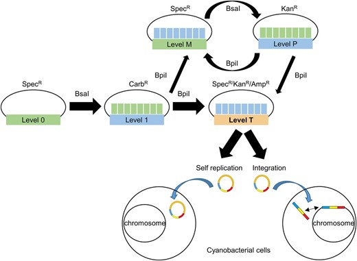 Extension of the Plant Golden Gate MoClo Assembly Standard for cyanobacterial transformation. Assembly relies on one of two Type IIS restriction endonuclease enzymes (BsaI or BpiI). Domesticated level 0 parts are assembled into level 1 vectors. Up to seven level 1 modules can be assembled directly into a level T cyanobacterial transformation vector, which consists of two subtypes (either a replicative or an integrative vector). Alternatively, larger vectors with more modules can be built by assembling level 1 modules into level M, then cycling assembly between level M and level P, and finally transferring from level P to level T. Antibiotic selection markers are shown for each level. Level T vectors are supplied with internal antibiotic selection markers (shown), but additional selection markers could be included from level 1 modules as required. See Supplemental Table S1 and Supplemental Information S4 for the full list and maps of level T acceptor vectors.