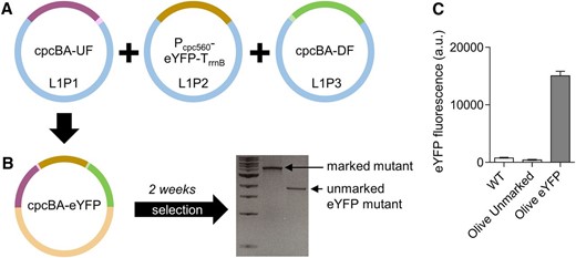Generating knock-in mutants in cyanobacteria. A, Assembly of level 1 modules cpcBA-UF (see Fig. 1E) in the level 1, position 1 acceptor (L1P1), Pcpc560-eYFP-TrrnB (see Fig. 1G) in L1P2, and cpcBA-DF (see Fig. 1F) in L1P3. B, Transfer of level 1 assemblies to level T vector cpcBA-eYFP for generating an unmarked ƊcpcBA mutant carrying an eYFP expression cassette. Following transformation and segregation on Suc (∼3 weeks), an unmarked eYFP mutant was isolated (1,771 bp). C, Fluorescence values are the means ± se of four biological replicates, where each replicate represents the median measurements of 10,000 cells.