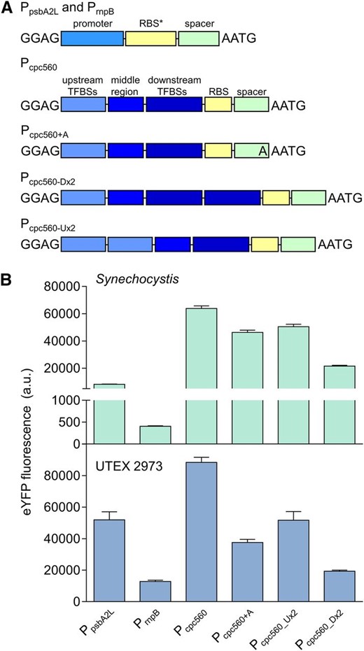 Expression levels of cyanobacterial promoters in Synechocystis and UTEX 2973. A, Structure of the cyanobacterial promoters adapted for the CyanoGate kit. Regions of Pcpc560 shown are the TFBSs (−556 to −381 bp), middle region (−380 to −181 bp), and the downstream TFBSs, RBS, and spacer (−180 to −5 bp). B, Expression levels of eYFP driven by promoters in Synechocystis and UTEX 2973 calculated from measurements taken from 10,000 individual cells. Values are the means ± se from at least four biological replicates after 48 h of growth (average OD750 values for Synechocystis and UTEX 2973 cultures were 3.5 ± 0.2 and 3.6 ± 0.2, respectively). See Supplemental Figure S2 for more info.