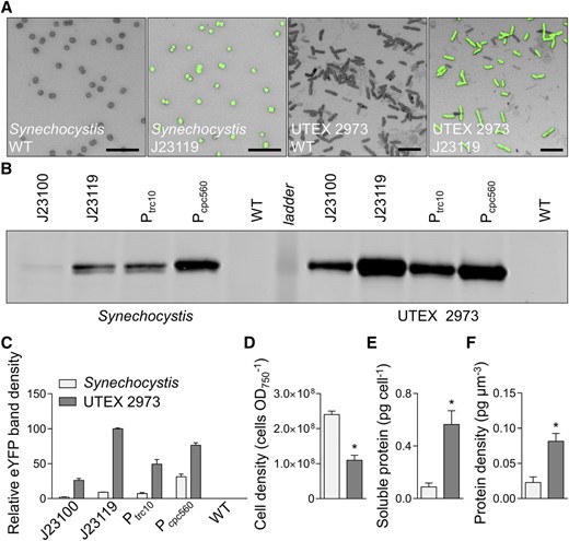 Protein expression levels in Synechocystis and UTEX 2973 cells. A, Confocal images of wild-type (WT) strains and mutants expressing eYFP (eYFP fluorescence shown in green on bright field images) driven by the J23119 promoter (bars = 10 µm). B, Representative immunoblot of protein extracts (3 µg protein) from mutants with different promoter expression cassettes (as in Fig. 6) probed with an antibody against eYFP. The protein ladder band corresponds to 30 kD. C, Relative eYFP protein abundance relative to that in UTEX 2973 mutants carrying the J23119 expression cassette. D to F, Cell density (D), protein content per cell (E), and protein density per estimated cell volume (F) for Synechocystis and UTEX 2973. Asterisks (*) indicate significant difference (P < 0.05) as determined by Student’s t test. Values are the means ± se of four biological replicates.
