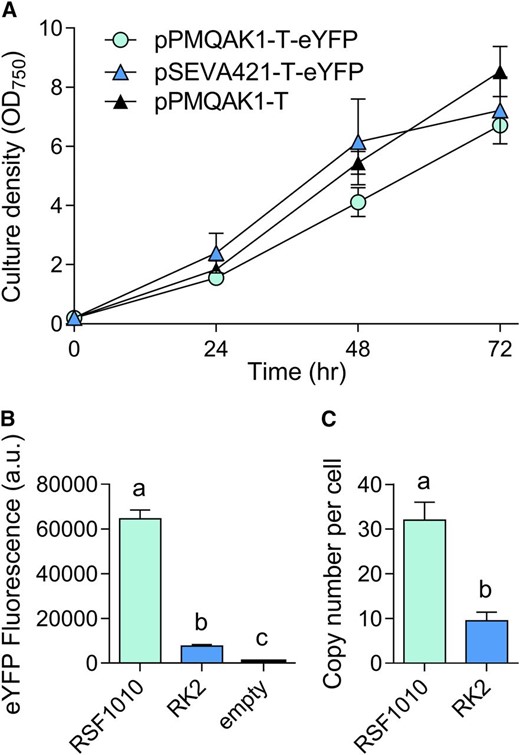 Cell growth and expression levels of eYFP with the RK2 replicative origin in Synechocystis. A, Growth of strains carrying RK2 (vector pSEVA421-T-eYFP), RSF1010 (pPMQAK1-T-eYFP), or empty pPMQAK1-T, with cultures containing appropriate antibiotic selection. Growth was measured as OD750 under a constant illumination of 100 µmol photons m−2 s−1 at 30°C. B, Expression levels of eYFP after 48 h of growth calculated from measurements taken from 10,000 individual cells. C, Plasmid copy numbers per cell after 48 h of growth. Lowercase letters indicating significant difference (P < 0.05) are shown, as determined by ANOVA followed by Tukey’s honestly significant difference tests. Values are the means ± se of four biological replicates.