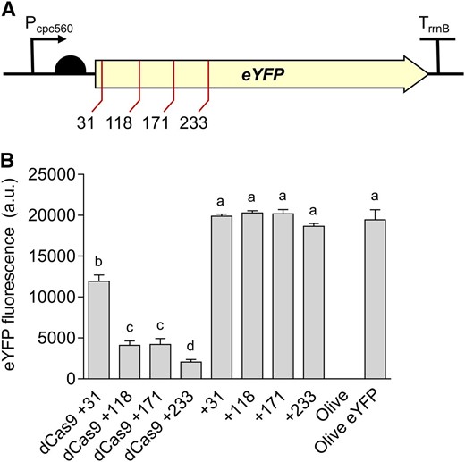 Gene regulation system using CRISPRi in Synechocystis. A, Four target regions were chosen as sgRNA protospacers to repress eYFP expression in Olive-eYFP (Fig. 4): “CCAGGATGGGCACCACCC” (+31), “ACTTCAGGGTCAGCTTGCCGT” (+118), “AGGTGGTCACGAGGGTGGGCCA” (+171), and “AGAAGTCGTGCTGCTTCATG” (+233). B, eYFP fluorescence of Olive-eYFP expressing constructs carrying sgRNAs with and without dCas9 (representative of 10,000 individual cells). Untransformed Olive-eYFP and the Olive mutant were used as controls. Lowercase letters indicating significant difference (P < 0.05) are shown, as determined by ANOVA followed by Tukey’s honestly significant difference tests. Values are the means ± se of four biological replicates.