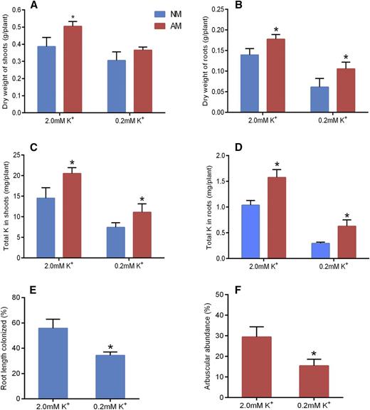 Impact of different K+ applications and AM fungal colonization on tomato plant growth and K+ acquisition. A and B, Shoot (A) and root (B) biomass of AM and NM plants. C and D, K+ accumulation in shoots (C) and roots (D) of AM and NM plants. E and F, Total colonization rate (E) and arbuscule abundance (F) under high-/low-K+ supply conditions. AM, AM fungus-colonized plants; NM, nonmycorrhizal plants. Error bars indicate se (n = 5). Asterisks indicate significant differences (P < 0.05).
