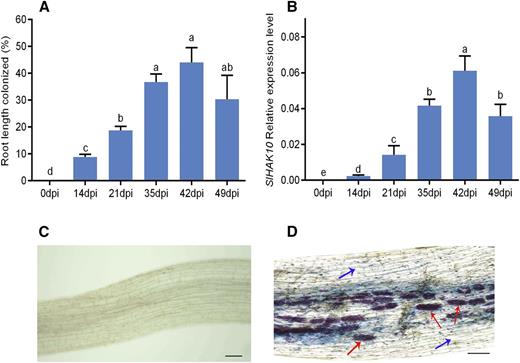 Expression analysis of SlHAK10 in response to AM symbiosis. A, Quantification of AM fungal colonization at different sampling time points. dpi, Days postinoculation. B, Time-course expression of SlHAK10 in mycorrhizal roots of tomato plants. Values are means of three biological replicates with se. Different letters indicate significant differences (P < 0.05). C and D, Histochemical GUS staining of tomato roots expressing pSlHAK10::GUS in the absence (C) and presence (D) of R. irregularis inoculation. Red arrows indicate arbuscules. Blue arrows denote noncolonized cells in mycorrhizal roots. Bars = 50 μm.